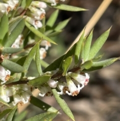 Monotoca scoparia (Broom Heath) at Paddys River, ACT - 17 Apr 2022 by JaneR