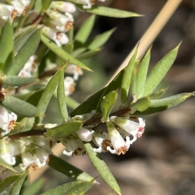 Monotoca scoparia (Broom Heath) at Gibraltar Pines - 17 Apr 2022 by JaneR