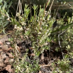 Monotoca scoparia at Paddys River, ACT - 17 Apr 2022 02:41 PM