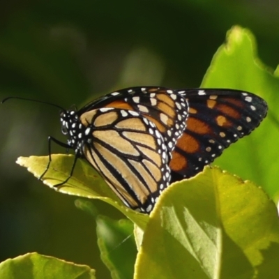 Danaus plexippus (Monarch) at Braemar - 17 Apr 2022 by Curiosity