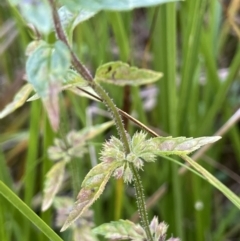 Mentha australis (River Mint) at Paddys River, ACT - 17 Apr 2022 by JaneR