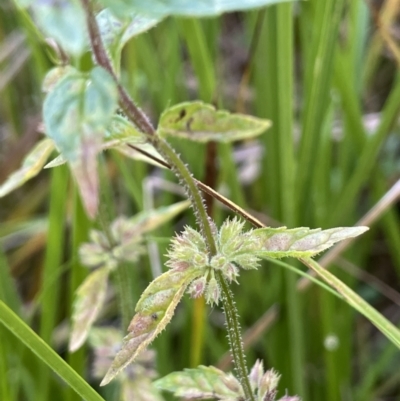 Mentha australis (River Mint) at Paddys River, ACT - 17 Apr 2022 by JaneR