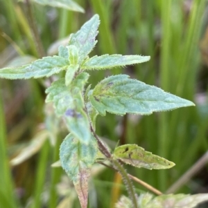 Mentha australis at Paddys River, ACT - 17 Apr 2022