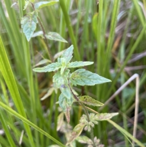 Mentha australis at Paddys River, ACT - 17 Apr 2022