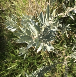 Atriplex cinerea at Ventnor, VIC - 10 Apr 2022