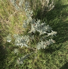 Atriplex cinerea at Ventnor, VIC - 10 Apr 2022 03:16 PM