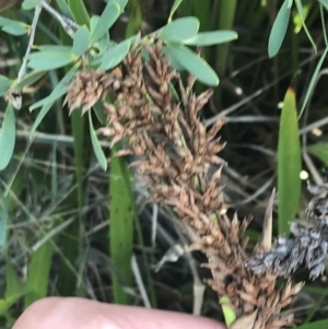 Lepidosperma gladiatum at Ventnor, VIC - 10 Apr 2022 03:01 PM