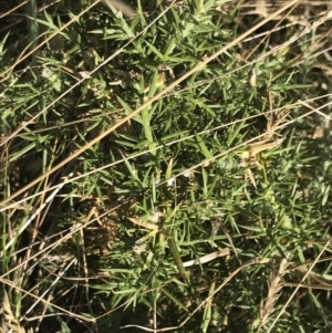 Ulex europaeus at Ventnor, VIC - 10 Apr 2022 03:00 PM