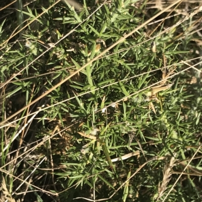 Ulex europaeus (Gorse) at Ventnor, VIC - 10 Apr 2022 by Tapirlord