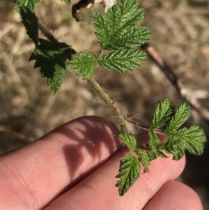 Rubus parvifolius at Ventnor, VIC - 10 Apr 2022 02:59 PM