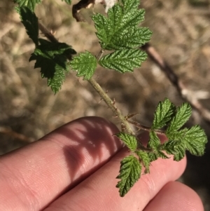 Rubus parvifolius at Ventnor, VIC - 10 Apr 2022