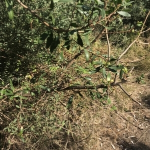 Rubus parvifolius at Ventnor, VIC - 10 Apr 2022
