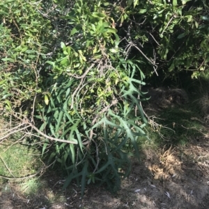 Solanum laciniatum at Ventnor, VIC - 10 Apr 2022