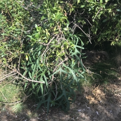 Solanum laciniatum (Cut-leaf Kangaroo-apple) at Ventnor, VIC - 10 Apr 2022 by Tapirlord