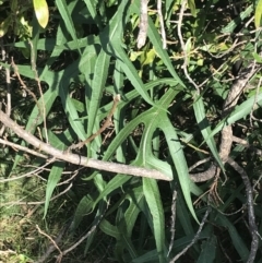 Solanum laciniatum at Ventnor, VIC - 10 Apr 2022