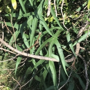 Solanum laciniatum at Ventnor, VIC - 10 Apr 2022