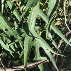 Solanum laciniatum at Ventnor, VIC - 10 Apr 2022