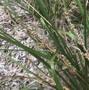 Lomandra longifolia at Ventnor, VIC - 10 Apr 2022 02:58 PM