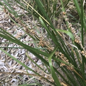 Lomandra longifolia (Spiny-headed Mat-rush, Honey Reed) at Ventnor, VIC by Tapirlord