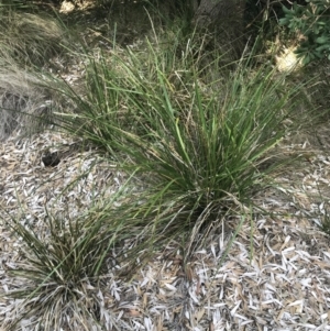 Lomandra longifolia at Ventnor, VIC - 10 Apr 2022