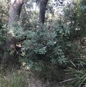 Banksia integrifolia subsp. integrifolia at Ventnor, VIC - 10 Apr 2022 02:57 PM