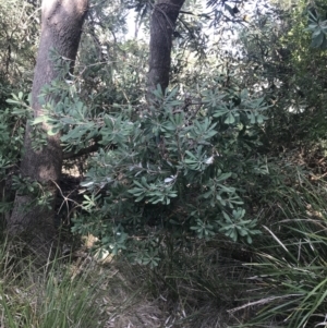 Banksia integrifolia subsp. integrifolia at Ventnor, VIC - 10 Apr 2022
