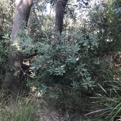 Banksia integrifolia subsp. integrifolia (Coast Banksia) at Ventnor, VIC - 10 Apr 2022 by Tapirlord