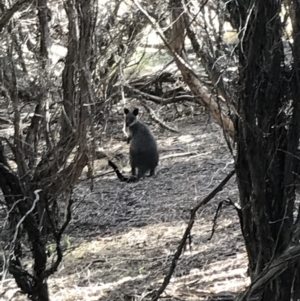 Wallabia bicolor at Ventnor, VIC - 10 Apr 2022 02:55 PM