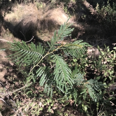 Acacia mearnsii (Black Wattle) at Ventnor, VIC - 10 Apr 2022 by Tapirlord