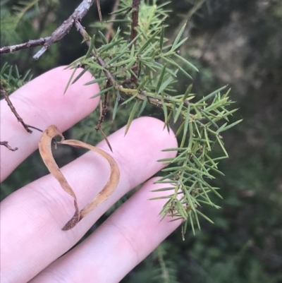 Acacia verticillata subsp. ovoidea (Prickly Moses) at Ventnor, VIC - 10 Apr 2022 by Tapirlord