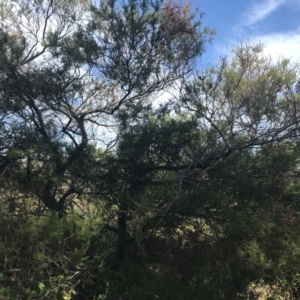 Acacia verticillata subsp. ovoidea at Ventnor, VIC - 10 Apr 2022