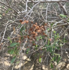 Bursaria spinosa (Native Blackthorn, Sweet Bursaria) at Ventnor, VIC - 10 Apr 2022 by Tapirlord