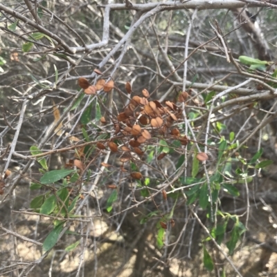 Bursaria spinosa (Native Blackthorn, Sweet Bursaria) at Ventnor, VIC - 10 Apr 2022 by Tapirlord
