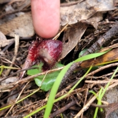 Corysanthes hispida (Bristly Helmet Orchid) at Tinderry, NSW - 10 Apr 2022 by TinderryJulie