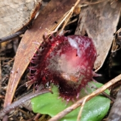 Corysanthes hispida at Tinderry, NSW - suppressed