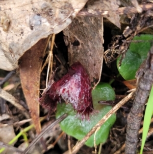 Corysanthes hispida at Tinderry, NSW - 10 Apr 2022