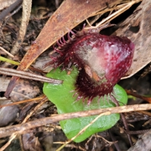 Corysanthes hispida at Tinderry, NSW - suppressed