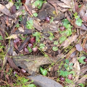 Corysanthes hispida at Tinderry, NSW - suppressed