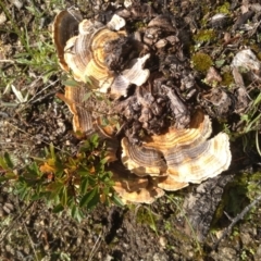 Trametes versicolor (Turkey Tail) at Cooma North Ridge Reserve - 13 Apr 2022 by mahargiani