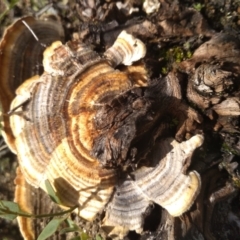 Trametes versicolor at Cooma, NSW - 13 Apr 2022 02:30 PM