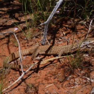 Varanus gouldii at Petermann, NT - 24 Mar 2012