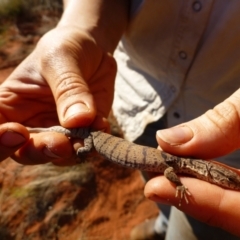 Varanus gilleni (Pygmy Mulga Monitor) at Angas Downs IPA - 28 Mar 2012 by jksmits