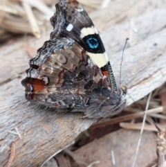 Vanessa itea (Yellow Admiral) at Albury - 18 Apr 2022 by RobCook