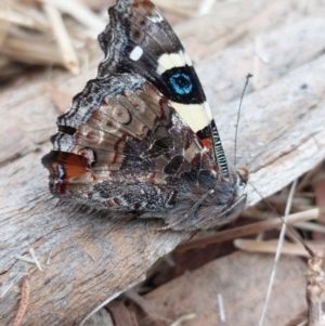 Vanessa itea at Wirlinga, NSW - 18 Apr 2022 10:49 AM