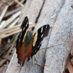 Vanessa itea at Wirlinga, NSW - 18 Apr 2022