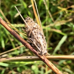 Psychidae (family) IMMATURE at Molonglo Valley, ACT - 18 Apr 2022