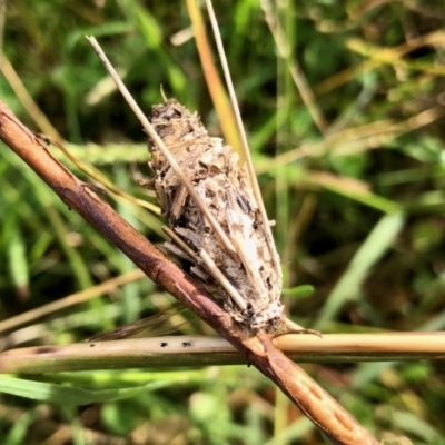 Psychidae (family) IMMATURE (Unidentified case moth or bagworm) at Molonglo Valley, ACT - 18 Apr 2022 by KMcCue