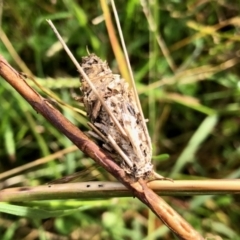 Psychidae (family) (Unidentified case moth or bagworm) at Molonglo Valley, ACT - 17 Apr 2022 by KMcCue
