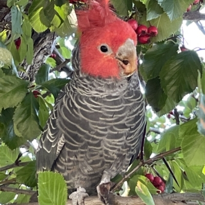 Callocephalon fimbriatum (Gang-gang Cockatoo) at Griffith, ACT - 17 Apr 2022 by goyenjudy