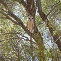 Tyto alba (Barn Owl) at Angas Downs IPA - 28 Nov 2012 by jksmits